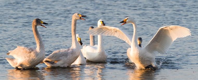 cygnes de Bewick
