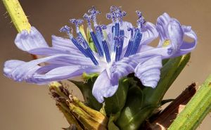 hypernature2 chicorée sauvage