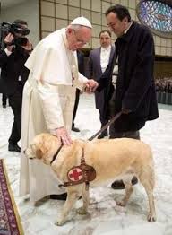 2015 Pape chien d'aveugle