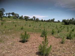 2017-zambie-pins-paroisse