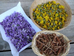 2018 ECOLOGIE Eglise Psaumes