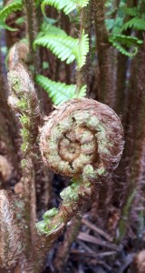 2018 ECOLOGIE IMAGES Fougère