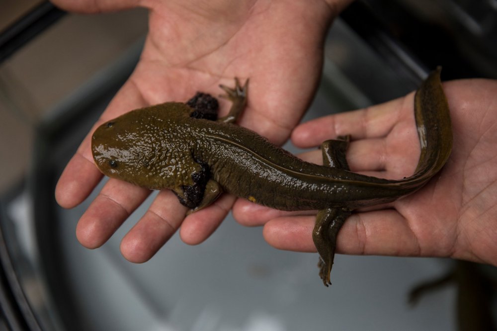 2018 ECOLOGIE Achoques3.jpg